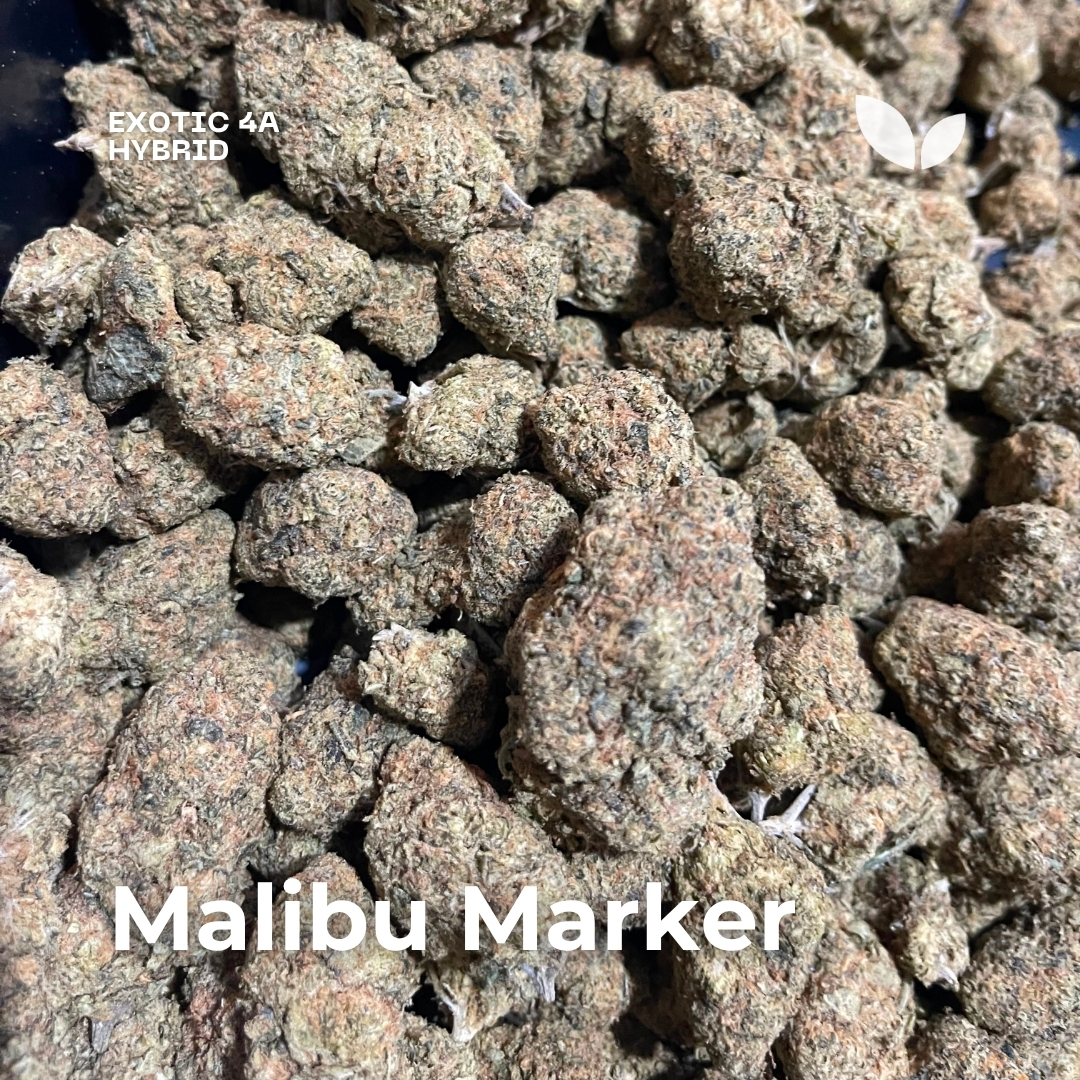 Malibu Marker strain weed phuket