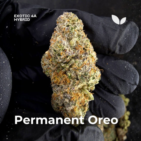 Permanent Oreo strain weed strain phuket