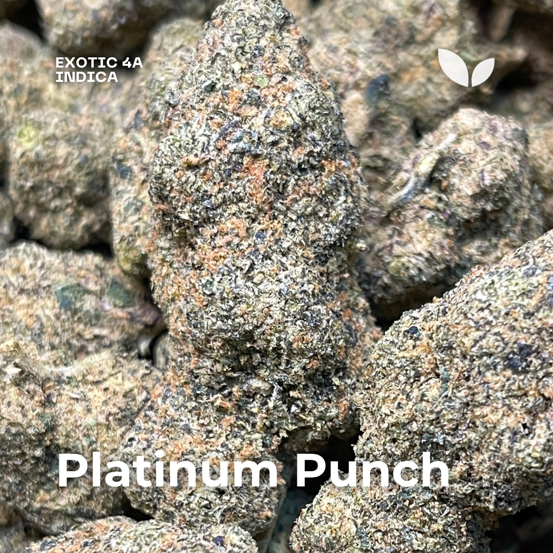 Platinum Punch weed strain phuket indica