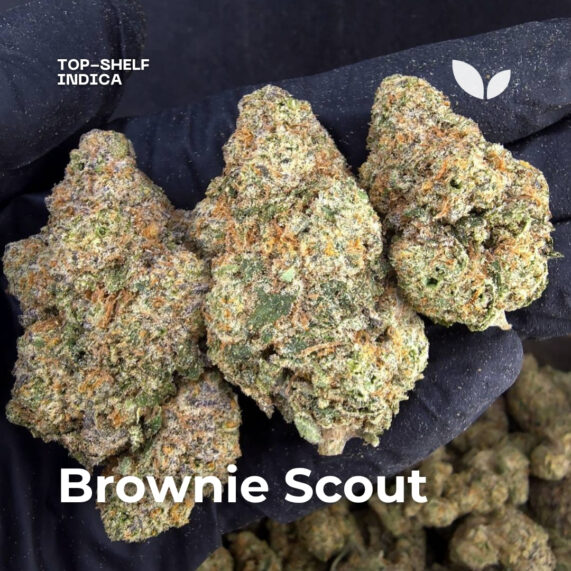 brownie scout weed strain phuket