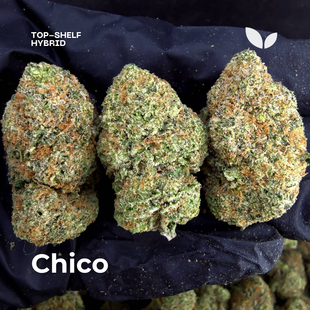 chico hybrid weed strain chico hybrid weed strain