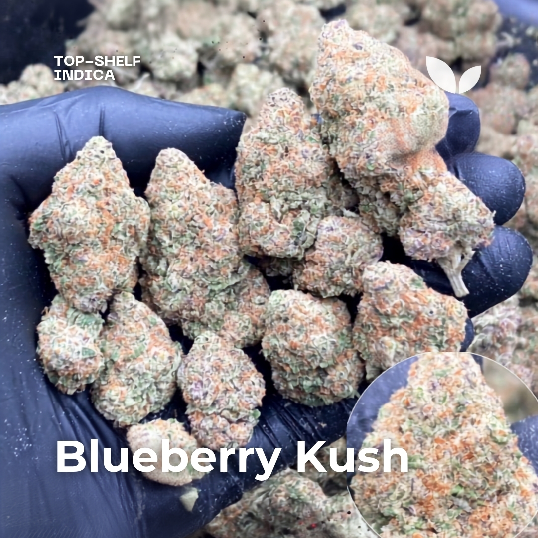 Blueberry Kush weed strain Blueberry Kush weed strain