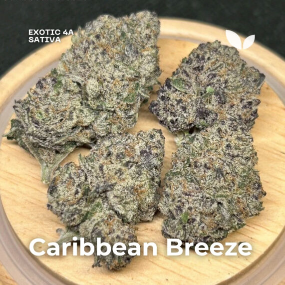 Caribbean breeze strain cannabis phuket delivery sativa
