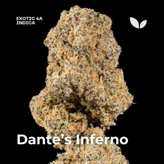Dantes Inferno strain weed phuket delivery 2