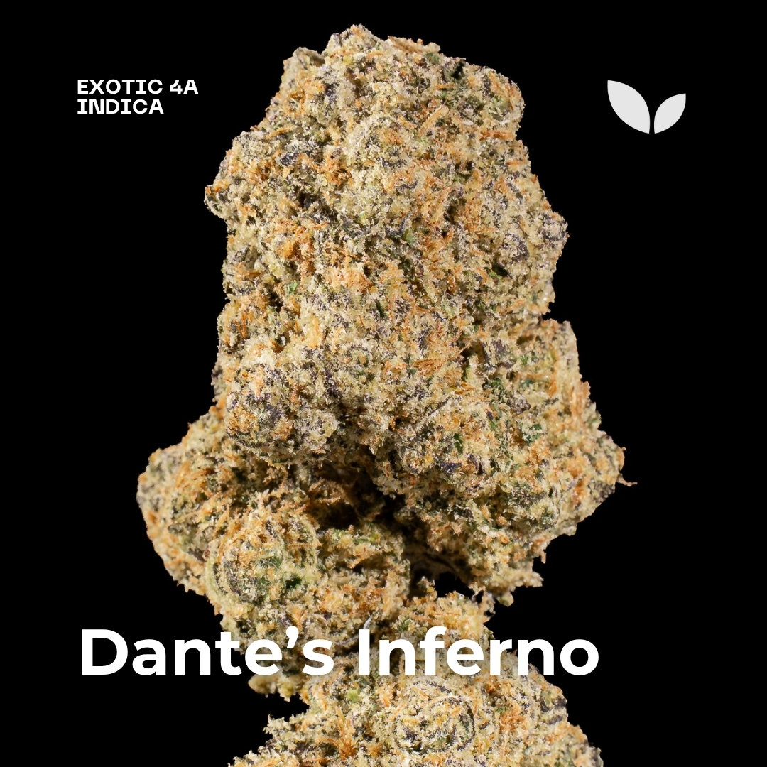 Dantes Inferno strain weed 2 Dantes Inferno strain weed 2
