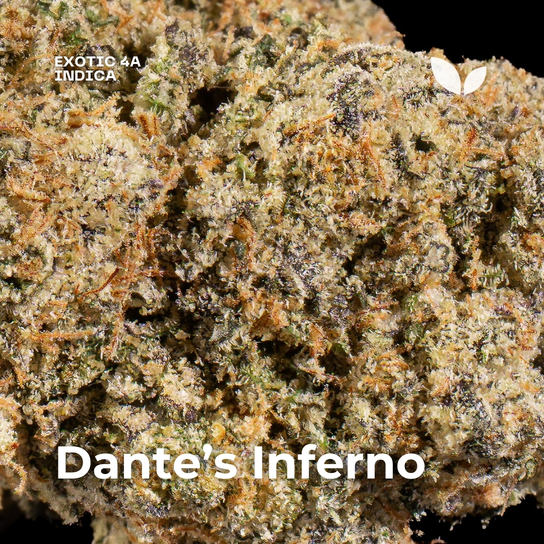 Dantes Inferno strain weed 3 Dantes Inferno strain weed 3