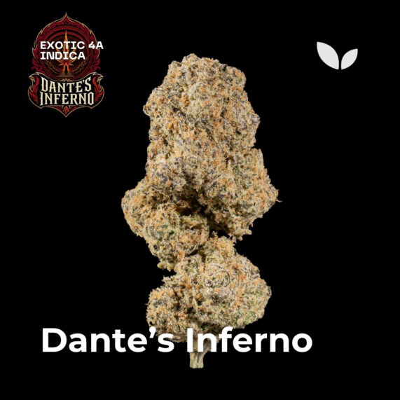 Dantes Inferno strain weed phuket delivery