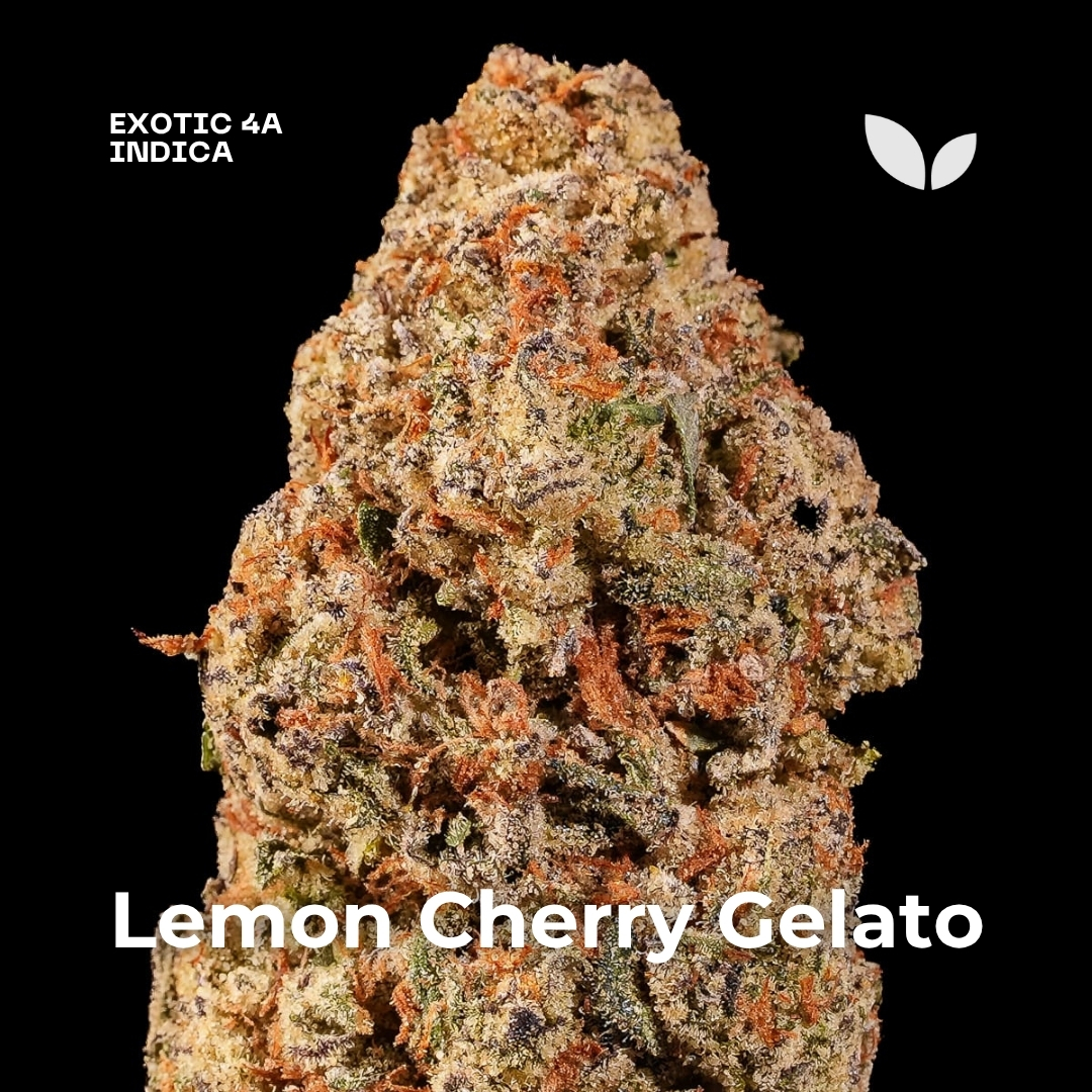 Lemon Cherry Gelato weed strain 2 Lemon Cherry Gelato weed strain 2