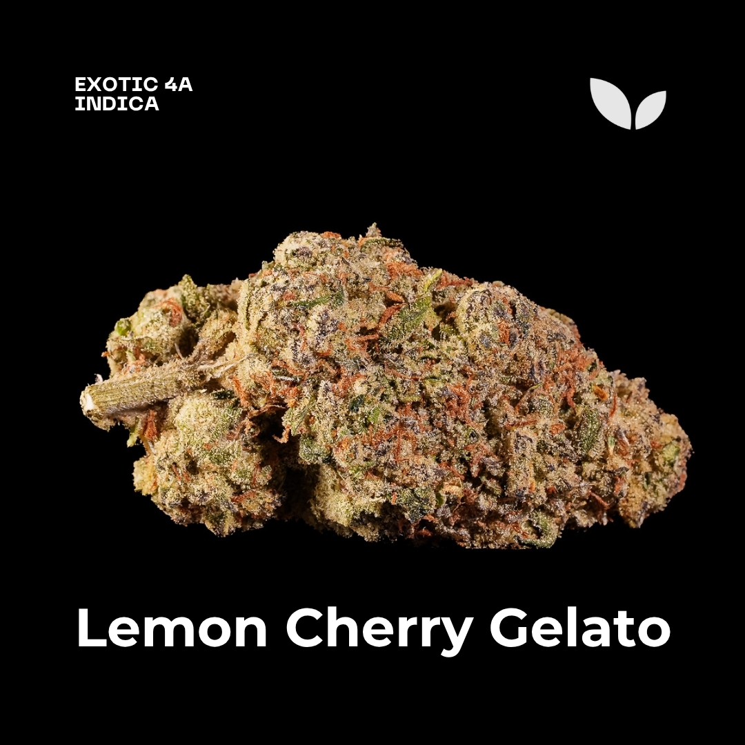 Lemon Cherry Gelato weed strain 3 Lemon Cherry Gelato weed strain 3