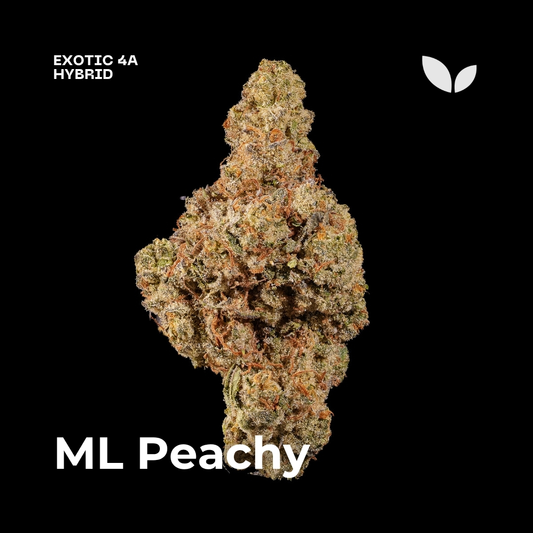 ML Peachy strain weed