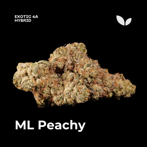 ML Peachy strain, weed delivery phuket, balanced hybrid 4