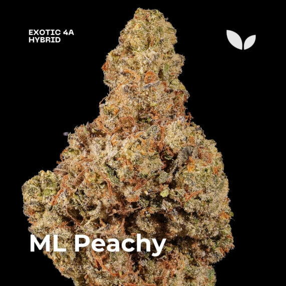 ML Peachy strain, weed delivery phuket, balanced hybrid 2