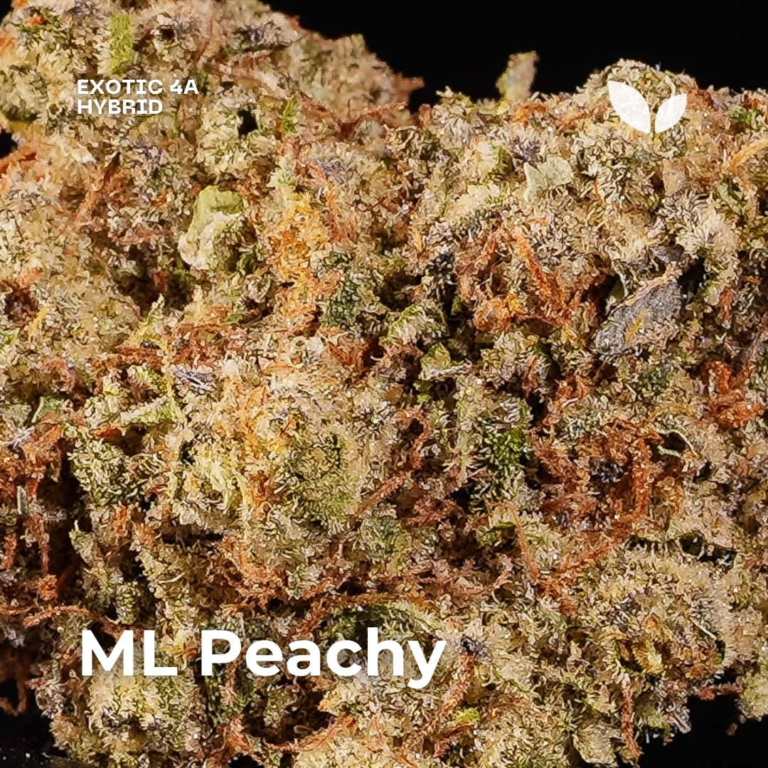 ML Peachy strain weed 4
