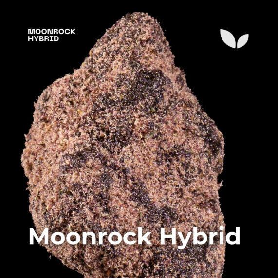 Moonrock Hybrid 1 Moonrock Hybrid phuket