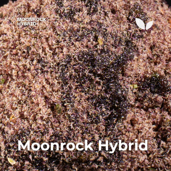 Moonrock Hybrid 3