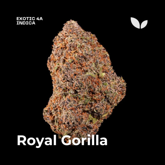 Royal Gorilla weed strain delivery phuket 1