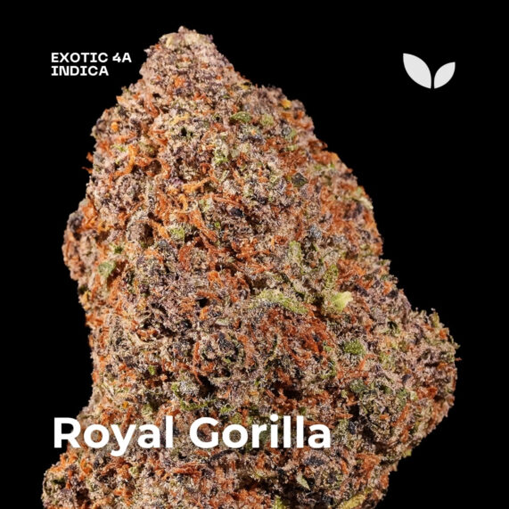 Royal Gorilla weed strain 2 Royal Gorilla weed strain delivery phuket 4