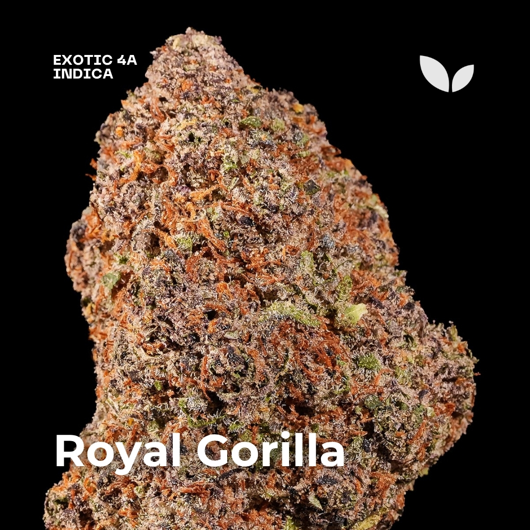 Royal Gorilla weed strain 2 Royal Gorilla weed strain 2