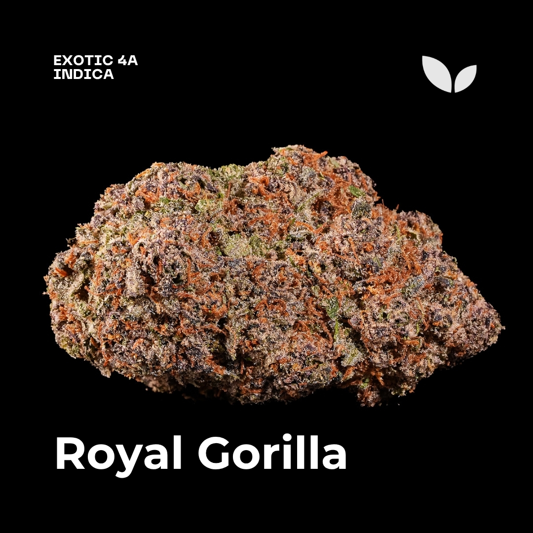 Royal Gorilla weed strain 3 Royal Gorilla weed strain 3