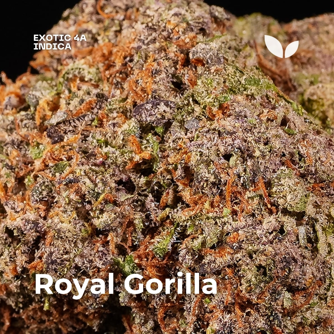 Royal Gorilla weed strain 4 Royal Gorilla weed strain 4