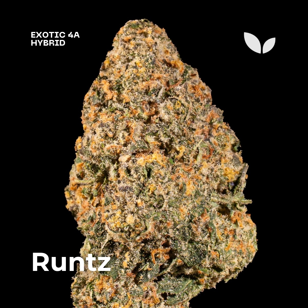 Runtz strain weed phuket 2 Runtz strain weed phuket 2