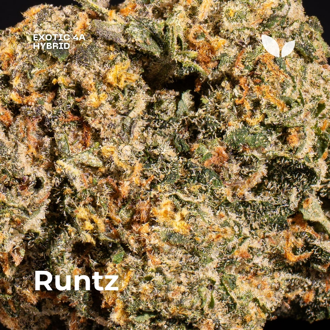 Runtz strain weed phuket 3 Runtz strain weed phuket 3