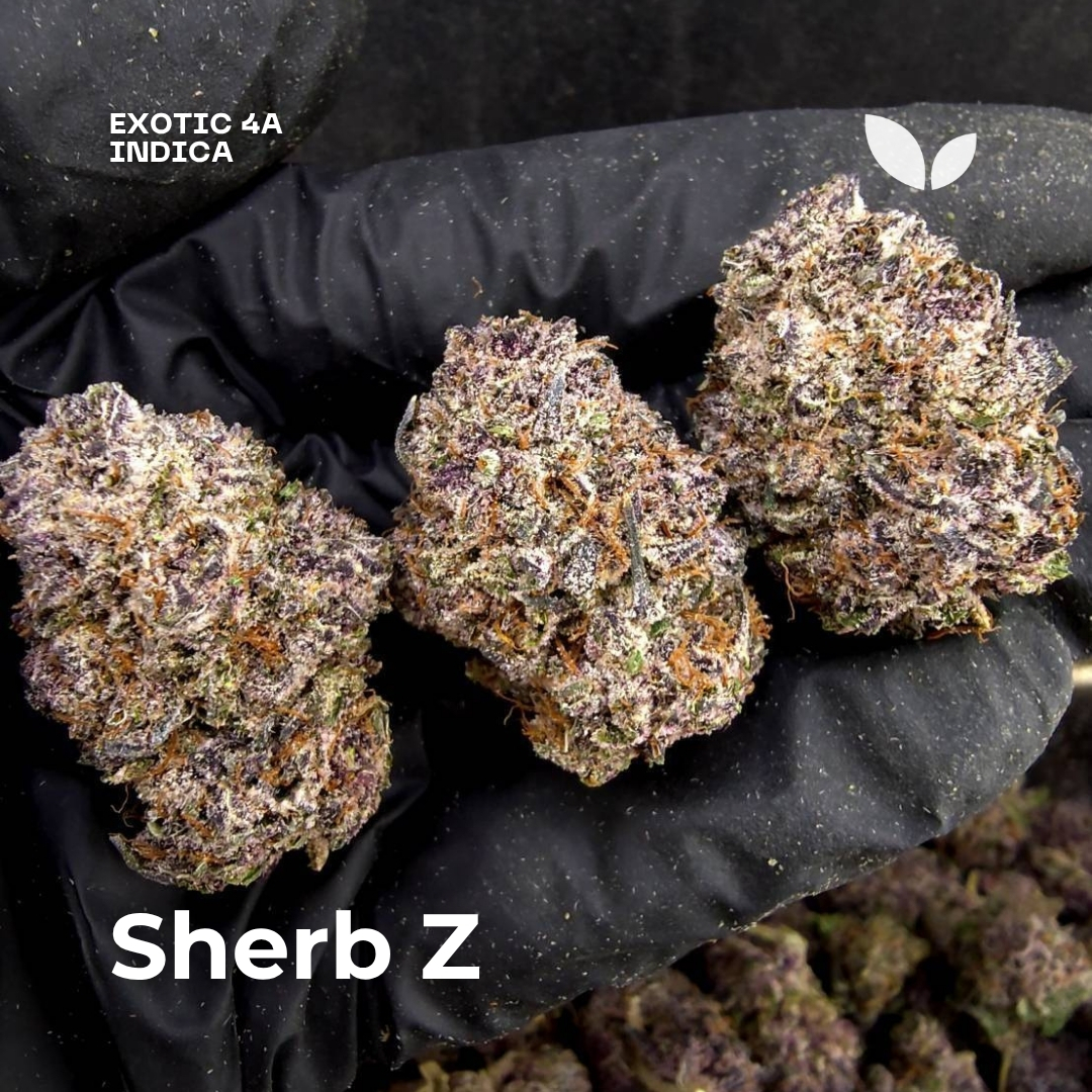 Sherb Z weed strain phuket Sherb Z weed strain phuket