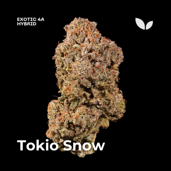 Tokio Snow weed strain delivery phuket