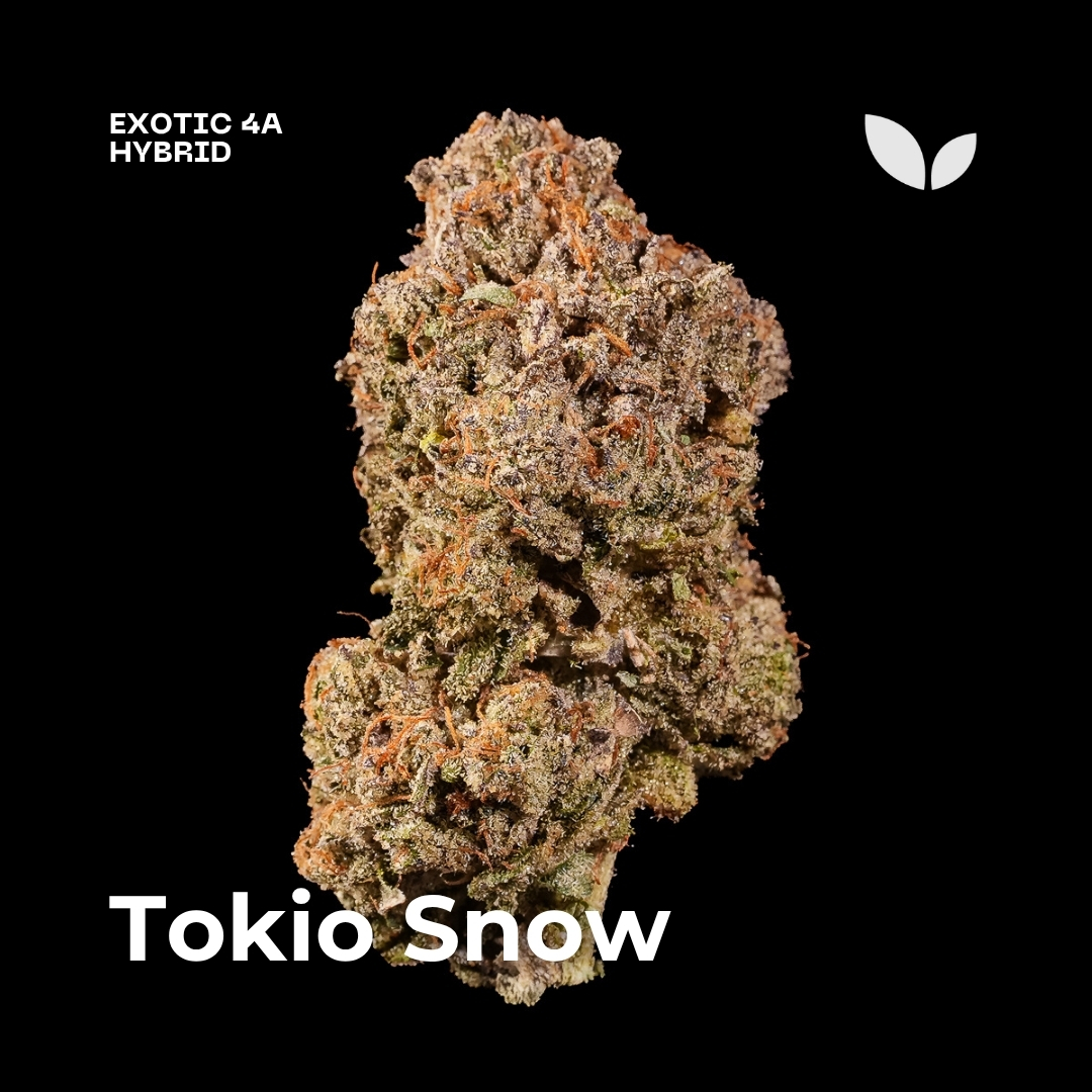 Tokio Snow weed strain 1