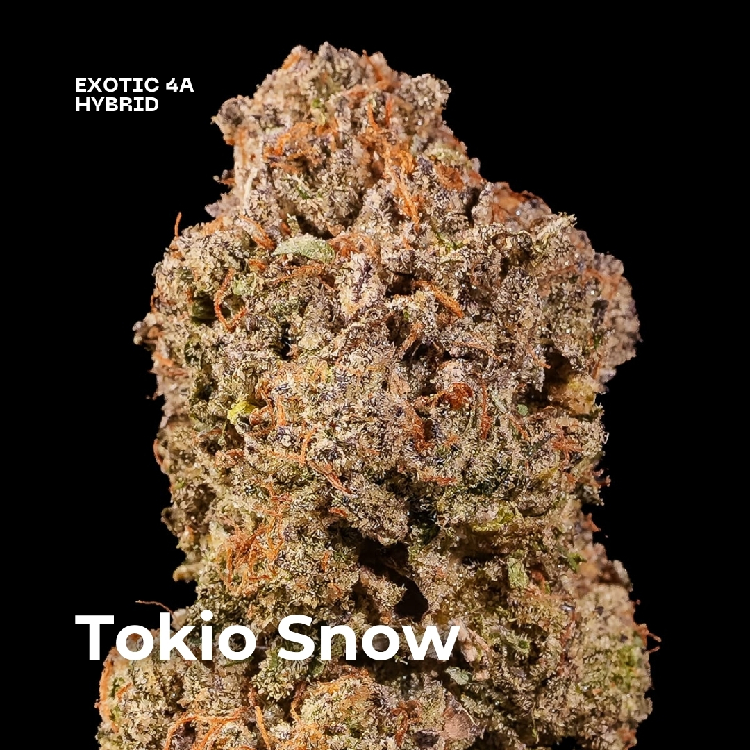 Tokio Snow weed strain 2