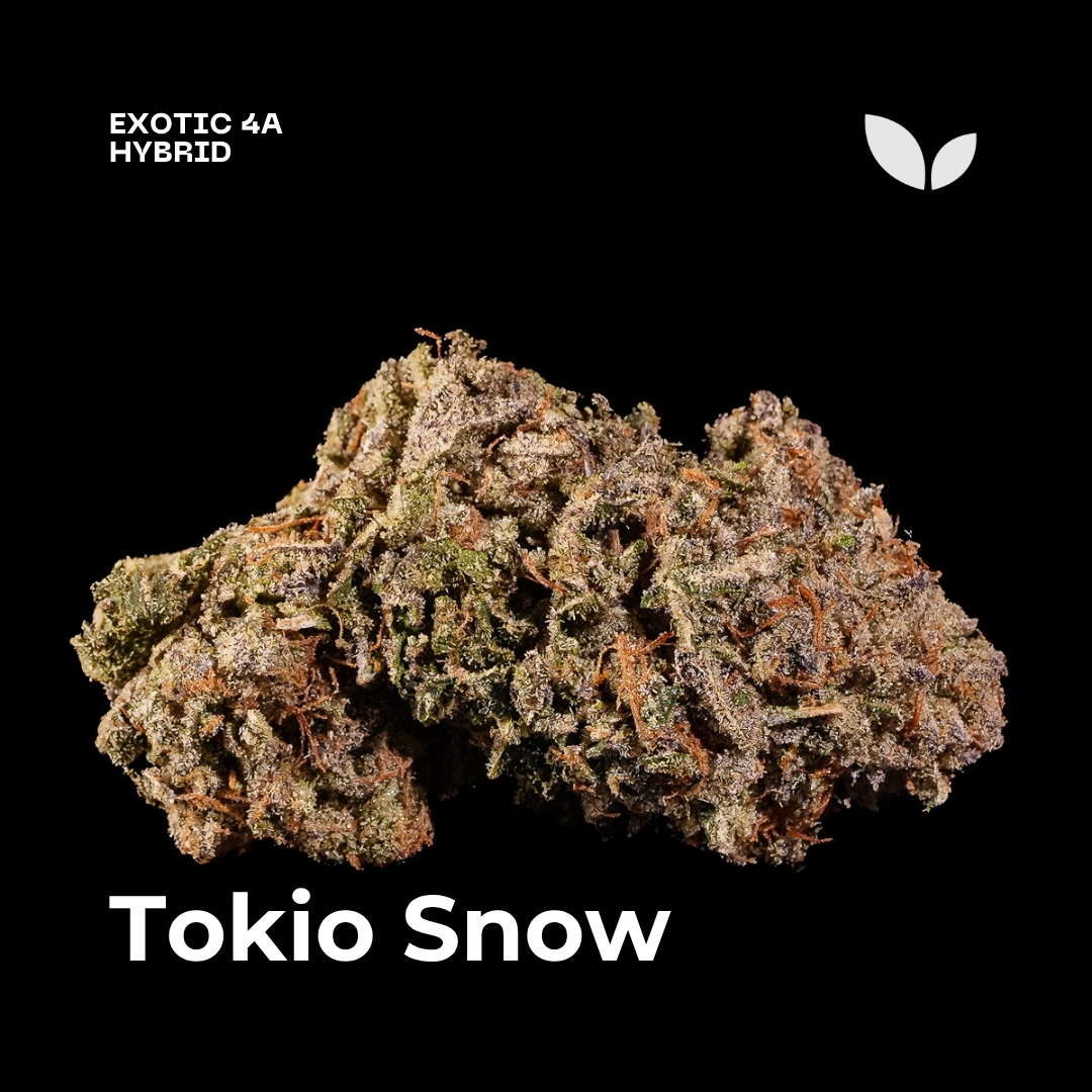 Tokio Snow weed strain 3