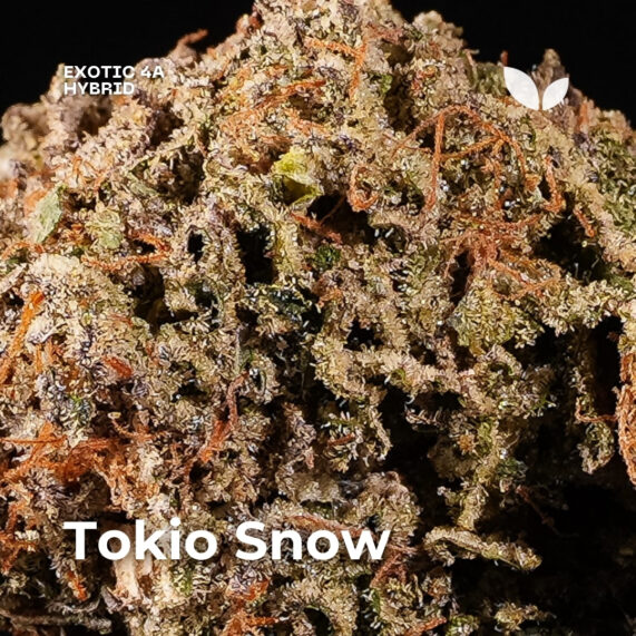 Tokio Snow weed strain delivery phuket 4