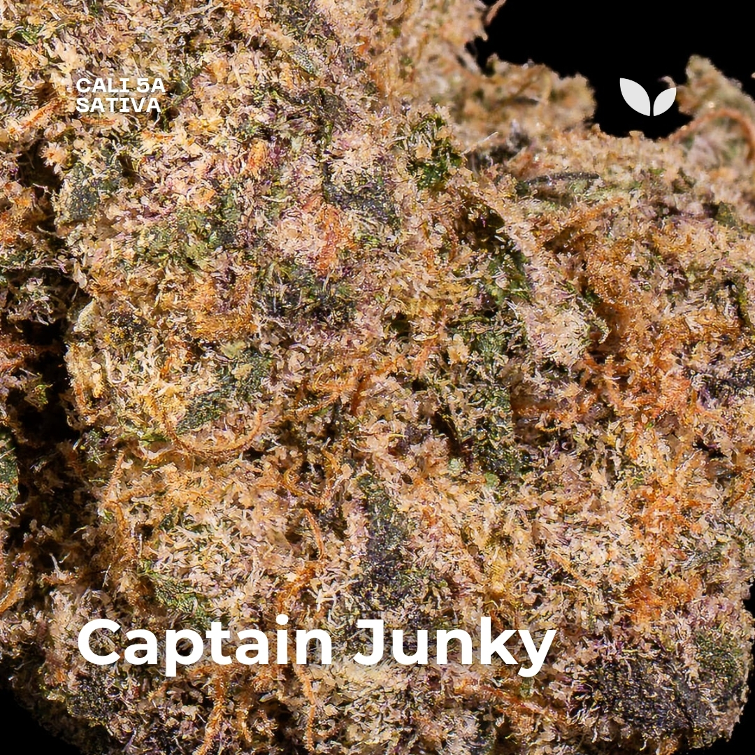 Captain Junky 2 weed strain phuket Captain Junky 2 weed strain phuket