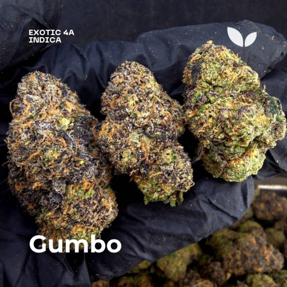 Gumbo weed strain phuket delivery
