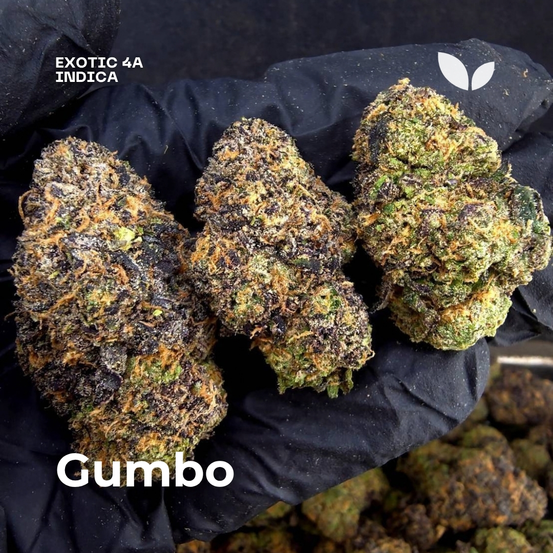 Gumbo weed strain phuket Gumbo weed strain phuket