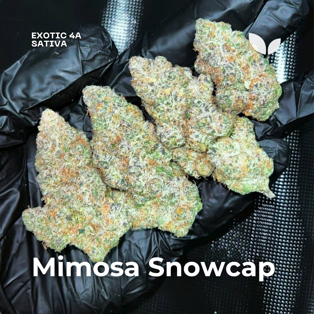 Mimosa Snowcap weed strain phuket Mimosa Snowcap weed strain phuket