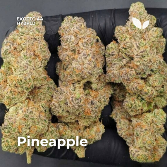 Pineapple weed strain phuket delivery hybrid