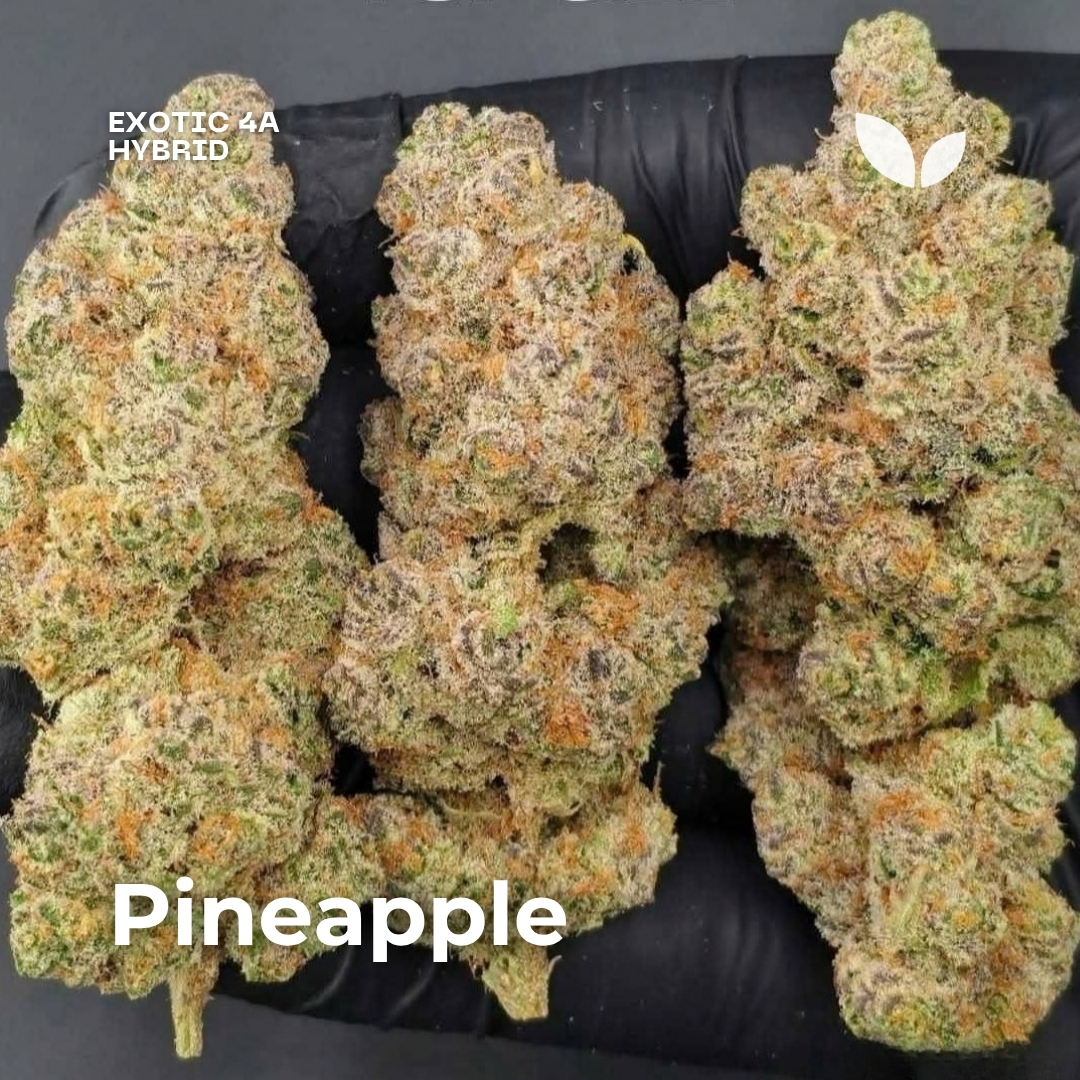 Pineapple weed strain phuket Pineapple weed strain phuket