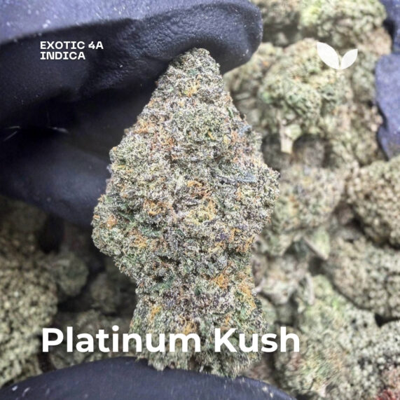 Platinum Kush weed strain phuket delivery indica exotic grade