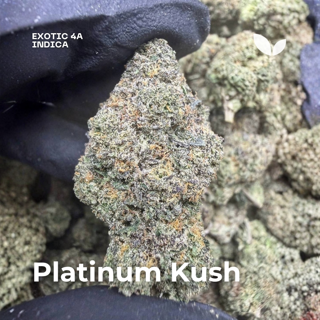 Platinum Kush weed strain phuket Platinum Kush weed strain phuket