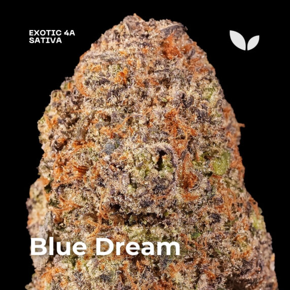 Blue Dream weed strain delivery phuket sativa 3