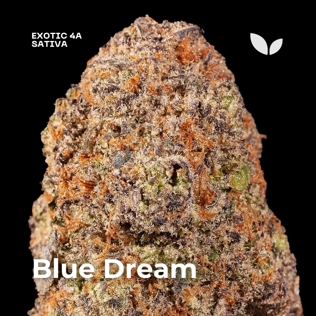 Blue Dream weed strain 2 Blue Dream weed strain 2