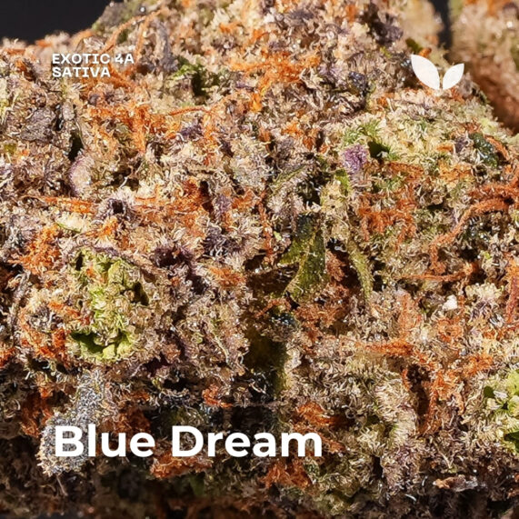 Blue Dream weed strain 3 Blue Dream weed strain delivery phuket sativa 2