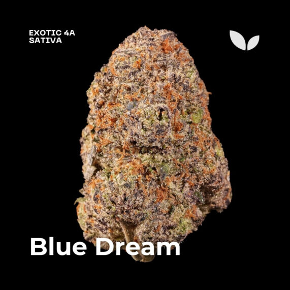 Blue Dream weed strain delivery phuket sativa