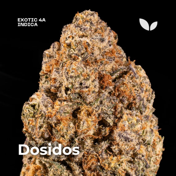 Dosidos weed strain phuket delivery indica exotic 4a 3