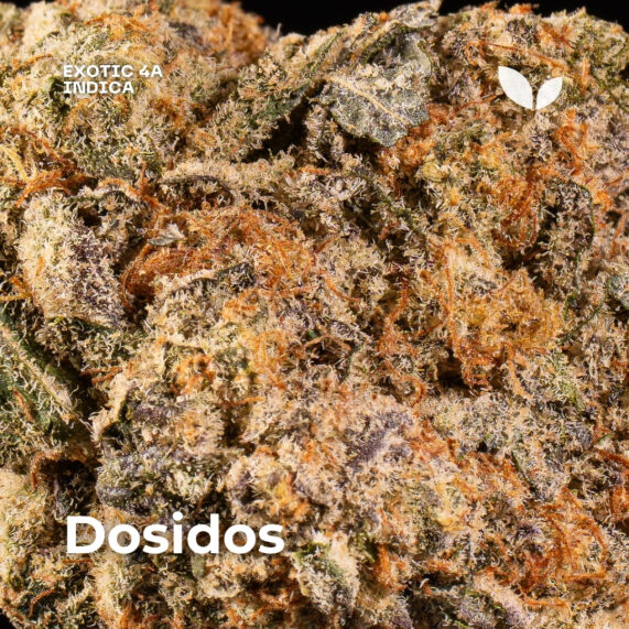 Dosidos weed strain 3 Dosidos weed strain phuket delivery indica exotic 4a 2