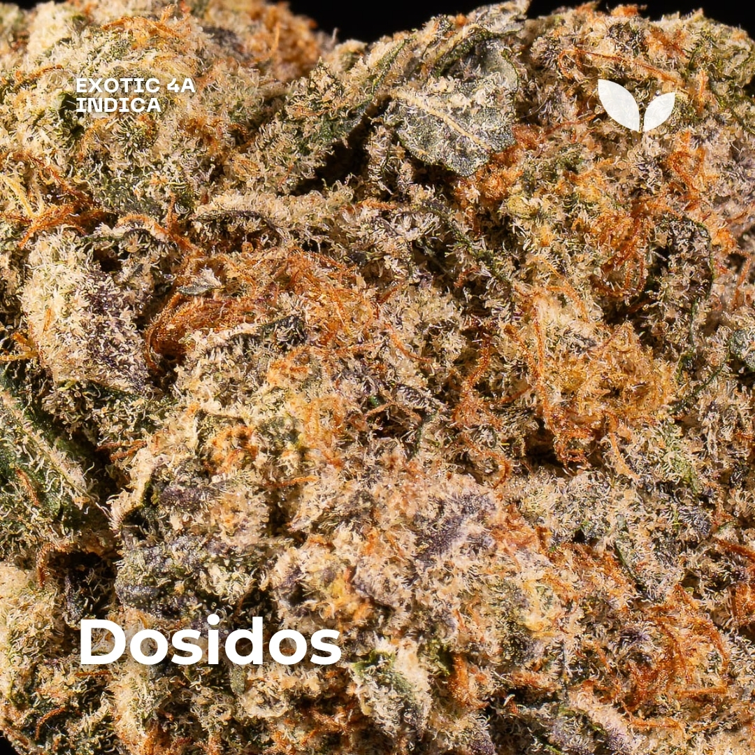 Dosidos weed strain 3 Dosidos weed strain 3
