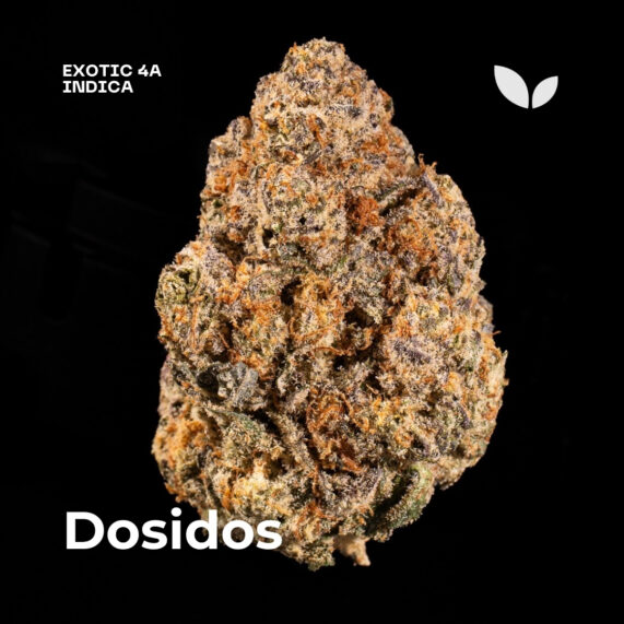 Dosidos weed strain phuket delivery indica exotic 4a