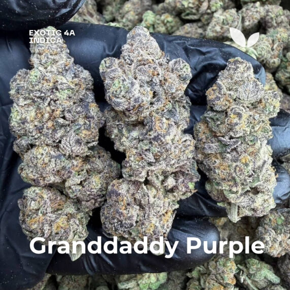 Granddaddy Purple weed strain phuket delivery indica exotic 4a