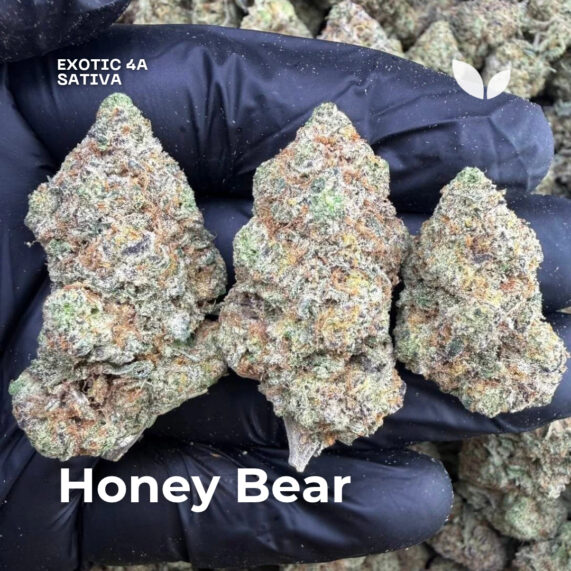Honey bear weed strain delivery phuket sativa exotic 4a